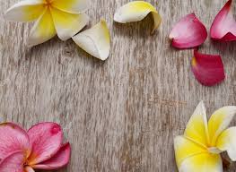 Frangipani Spa Flowers Border Plumeria Stock Photo Aff Flowers Spa Frangipani Border Ad In 2020 Flower Border Plumeria Frangipani