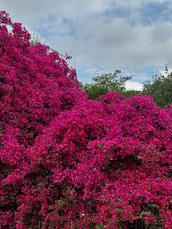 Image result for Millettia dura