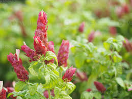 Image result for Pachystachys