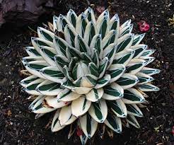 Queen victoria agave is native to parts of central mexico where it is now in danger of extinction. Agave Victoriae Reginae Albomarginata At San Marcos Growers Planting Succulents Agave Plant Succulents