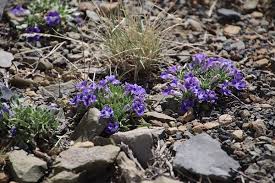 Image result for Aptosimum marlothii