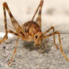 Cave crickets, camel crickets, spider crickets, mormon crickets, jerusalem crickets, house crickets, field crickets, and sand treaders. Camel Crickets Everything You Didn T Know You Needed To Know Russell S Pest Control