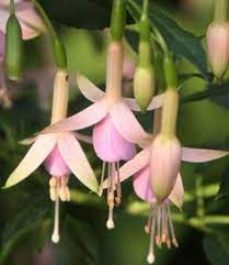 Pin On Fuchsia Hardies For Pacific Nw