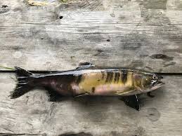 Dette kan påvirke andre fisk og hele økosystem. Pukkellaks Laksefiske Pukkellaksen Har Kome Til Jolstra