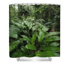 Image result for Sarcophrynium prionogonium