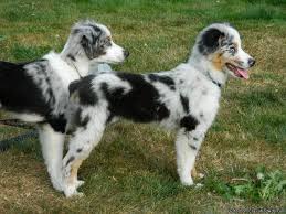 We did not find results for: 2 Mini Australian Shepherd Puppies Price 1000 00 For Sale In Tacoma Washington Best Pets Online