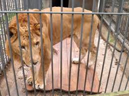 Liger — dieser liger weist sowohl eine kleine löwenmähne als auch schwach ausgeprägte tigerstreifen auf. Liliger Wikipedia