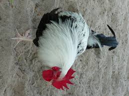 Dorking Chicken Wikipedia