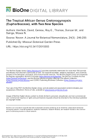 Image result for Crotonogynopsis australis