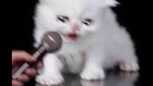 Cat Crying Into Microphone Know Your Meme