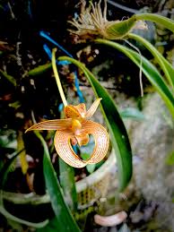 Image result for Bulbophyllum schinzianum