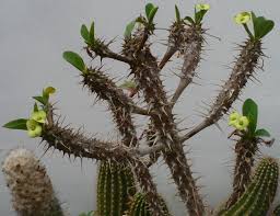 Image result for Euphorbia didiereoides