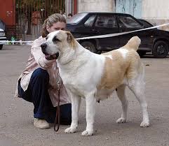 They are commonly found in the regions of asia minor, northwest china, ural and the caspian sea. Central Asian Shepherd Dog Alabai Info Puppies Pictures