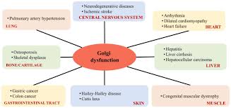 The Role Of The Golgi Apparatus In Disease Review