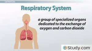 Structural Functional Changes Of The Respiratory System Due To Age Video Lesson Transcript Study Com