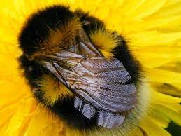 They pollinate food crops, trees, and of course, flowers. Fluffy Bees Google Search Bee Cute Bee Cute Creatures