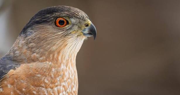 Cooper's Hawk Overview, All About Birds, Cornell Lab of Ornithology