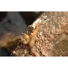 Image result for Trichilia quadrivalvis