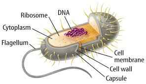 Animal cell anatomy *not in plant cells plasma membrane: Marshscience7 Cell Structure And Function