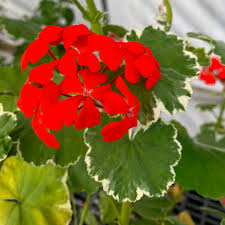 Image result for Pelargonium