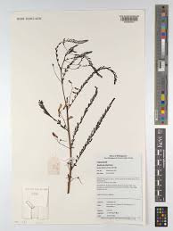 Image result for Aeschynomene micrantha