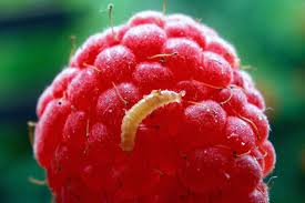 Image result for květopas jahodníkový