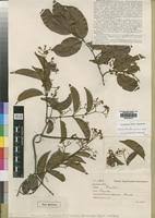 Image result for Hippocratea crenata