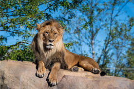 African Lion | Zoo de Granby