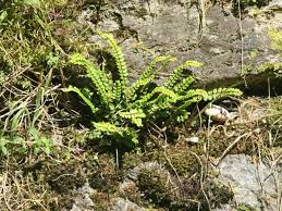 Image result for sleziník Asplenium