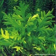 Image result for Parkeriaceae