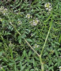 Image result for Nasturtium microphyllum