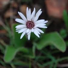 Image result for Callilepis laureola