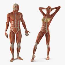 Learn about anatomy abdominal muscle with free interactive flashcards. Male And Female Muscular System Anatomy Rigged Collection 3d Modell Turbosquid 1582720