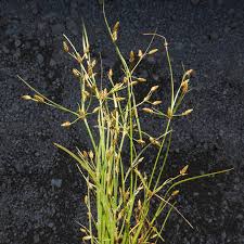 Image result for Fimbristylis