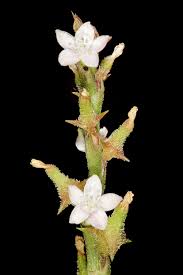 Image result for Oxygonum sinuatum