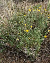 Image result for Cycnium recurvum