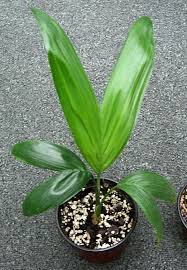 Image result for Chamaedorea radicalis
