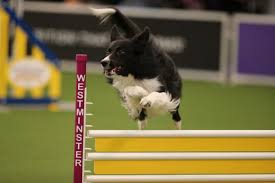 The show consists of dogs competing to be the best among. Westminster Welcomes Trupanion As Pets Sponsor For 2021 Wkc Dog Show Pet Age