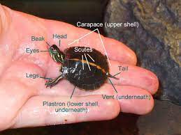 Facts About Aquatic Turtle Turtle Anatomy And Health