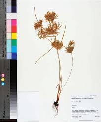 Image result for Cyperus sp.no.3