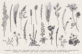 Antique prints from illustrations of the natural order of plants, 1849. Summertime Plants Of Fields And Forests Flowers Cereals Vector Vintage Botanical Illustration Black And White Royalty Free Cliparts Vectors And Stock Illustration Image 109249348