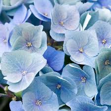 Image result for Hydrangea macrophylla bela obrázek