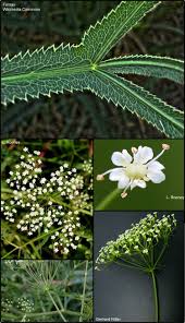 Image result for Culcasia falcifolia