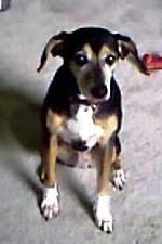 Check spelling or type a new query. Learning Zen From A Beagle Km Huber S Blog