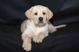 9 Week Old Yellow Lab Puppy Photo By Photographer Bruce Lee Yellow Lab Puppy Lab Puppy Yellow Lab