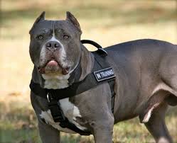 Người này bị chó pitbull cắn tử vong trong quán cà phê. Giá»'ng Cho Pitbull Vá»›i Cáº£nh Bao Nguy Hiá»ƒm