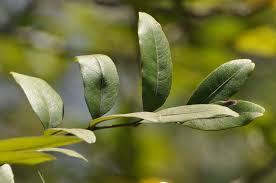 Image result for Stadmannia oppositifolia