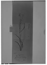 Image result for Aeschynomene nyassana