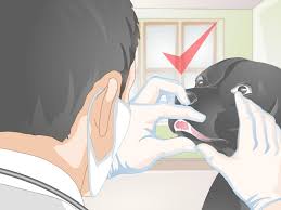 What can i use to brush my dog's teeth. How To Clean Your Dog S Teeth 12 Steps With Pictures Wikihow
