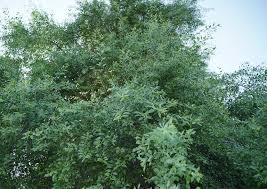 Image result for Salvadora persica